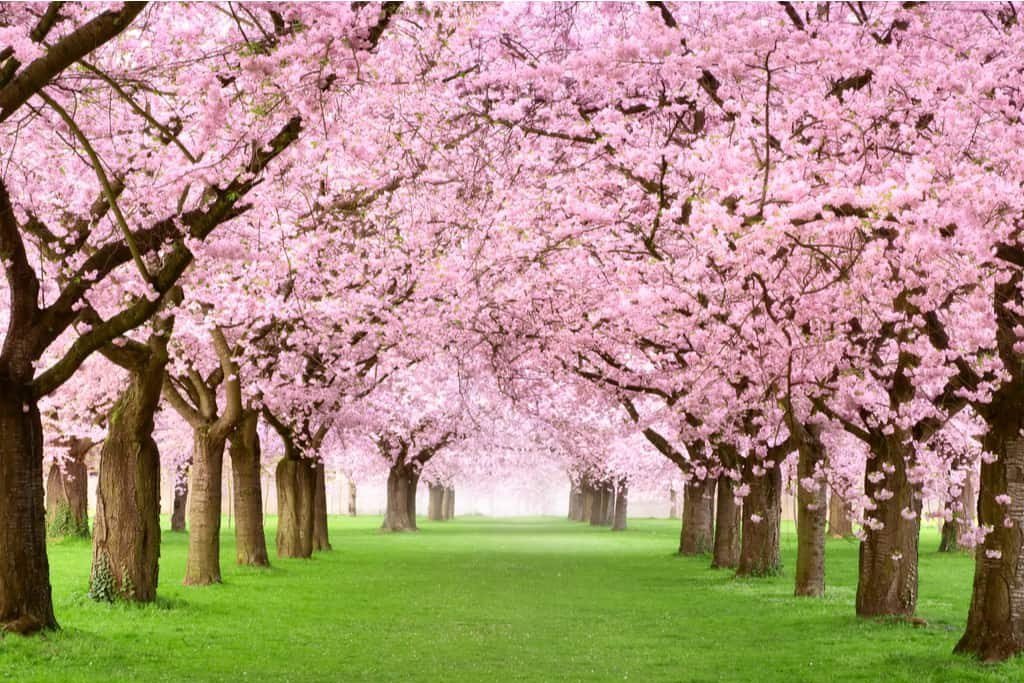 Celebrate Life with Japan’s Stunning Cherry Blossom Season