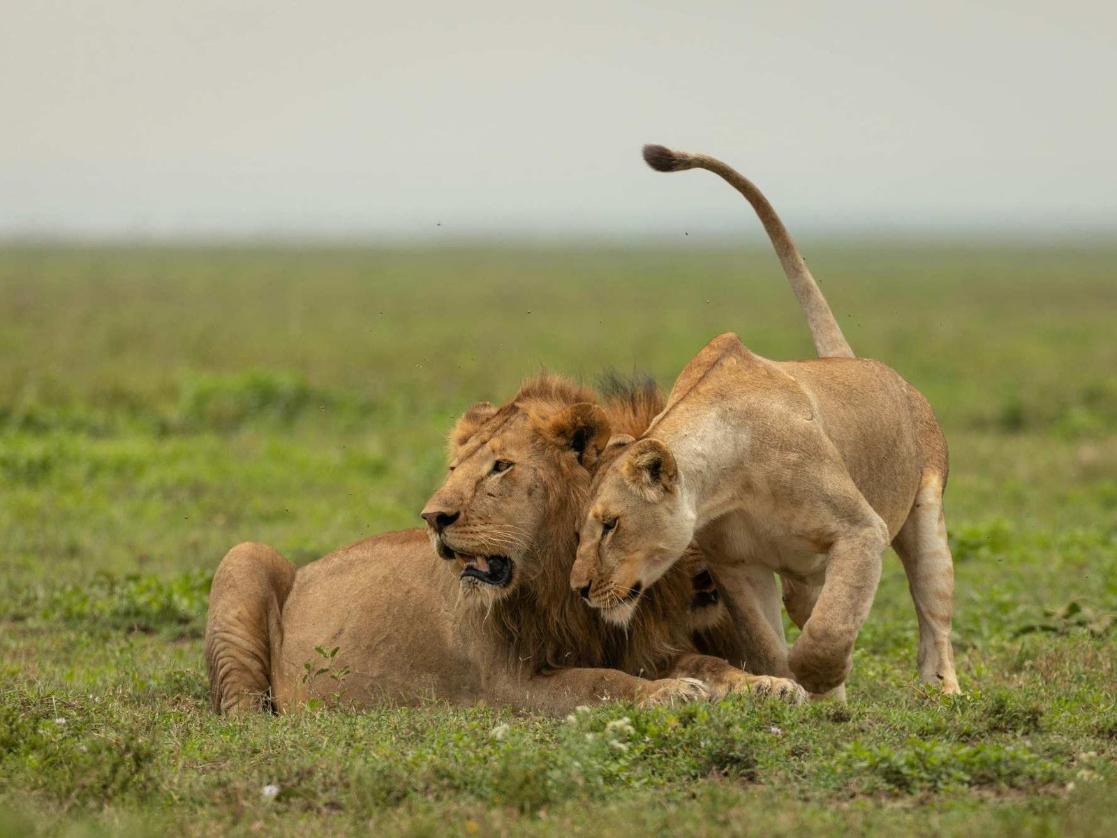 Explore Tanzania: Detailed Safari Guide to Ngorongoro Crater and Serengeti National Park